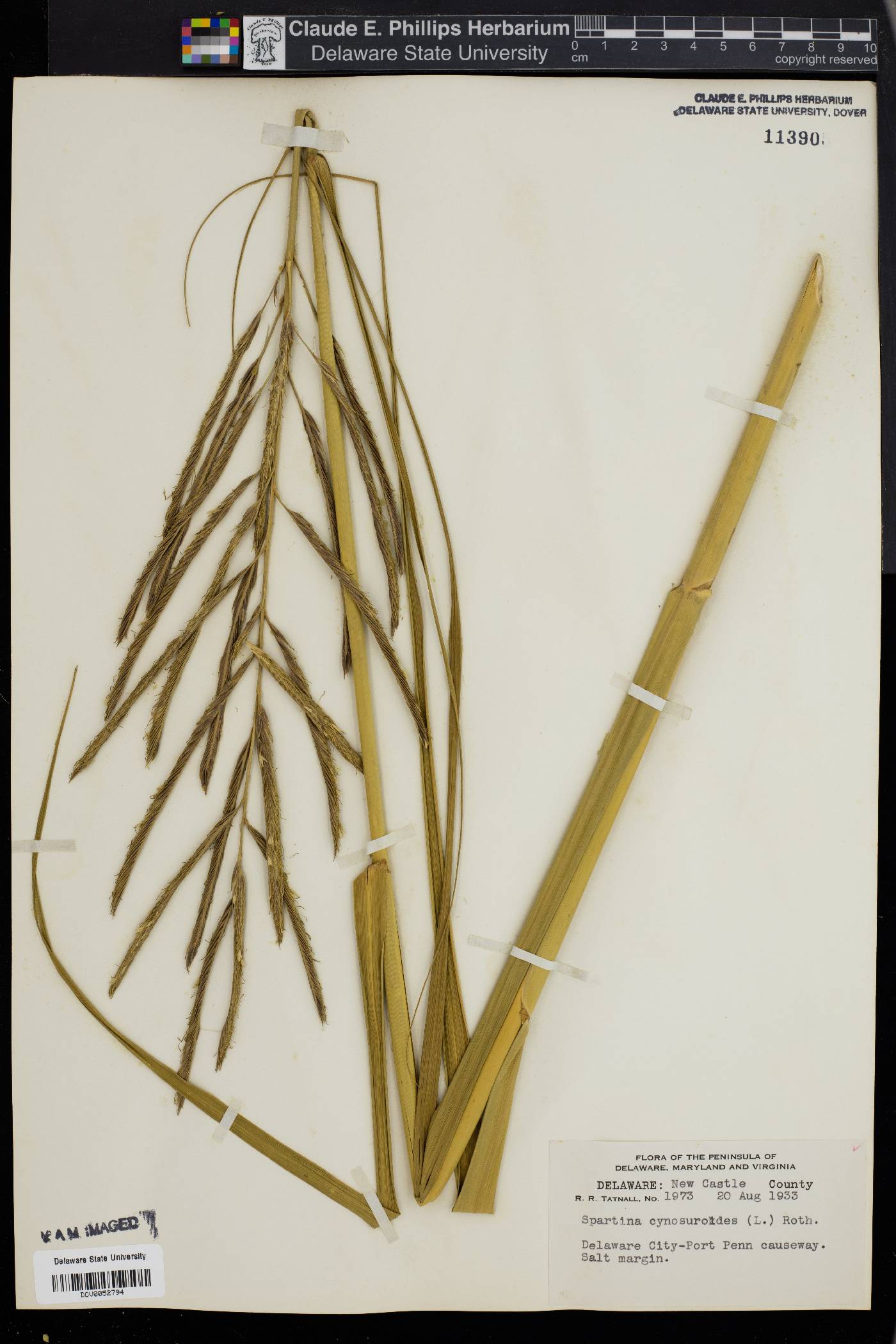 Spartina cynosuroides image