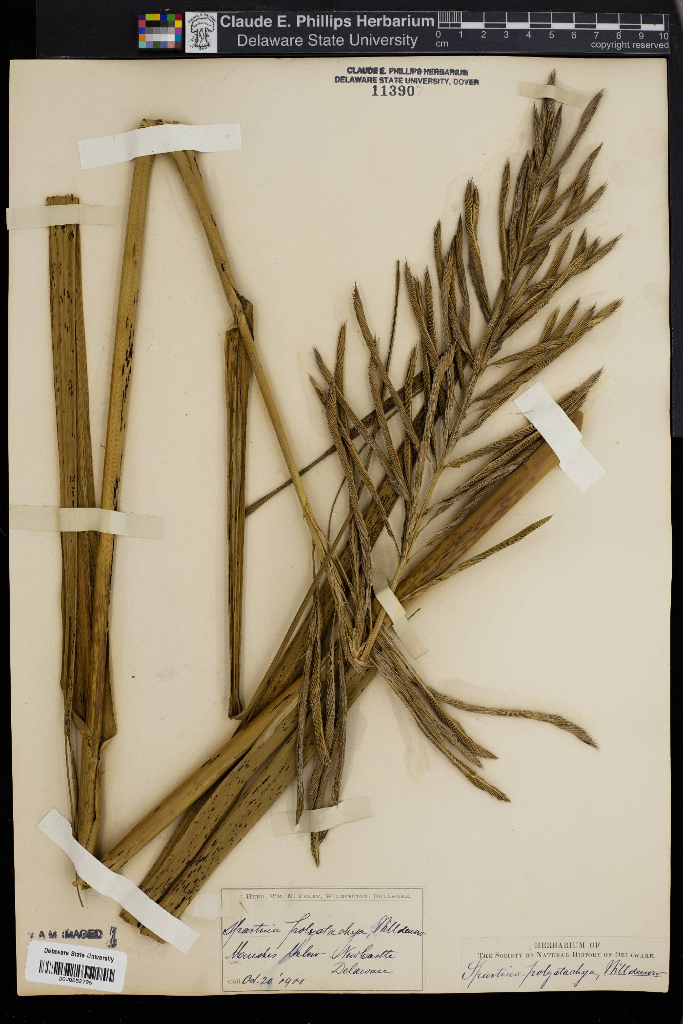 Spartina cynosuroides image