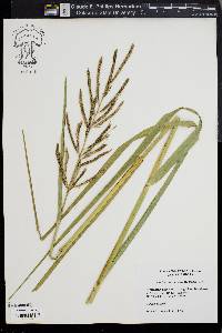 Spartina cynosuroides image