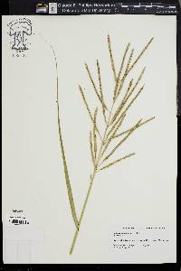 Spartina cynosuroides image