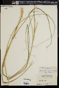 Spartina cynosuroides image