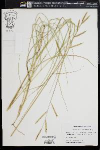 Spartina patens image