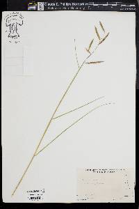 Spartina patens image