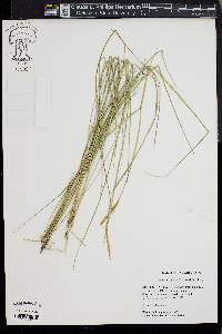 Spartina patens image