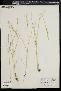 Spartina patens image