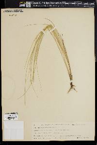 Spartina patens image