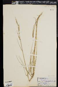 Spartina patens image