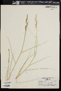 Spartina patens image