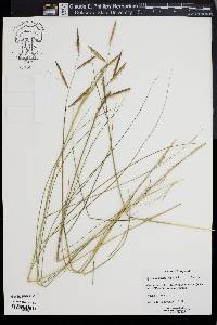 Spartina patens image