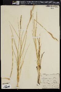 Spartina patens image