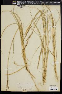 Spartina patens image