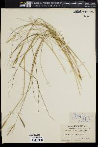 Spartina patens image