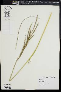 Spartina pectinata image