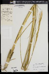 Spartina alterniflora image