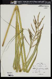 Spartina cynosuroides image