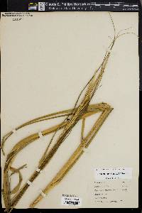 Spartina patens image