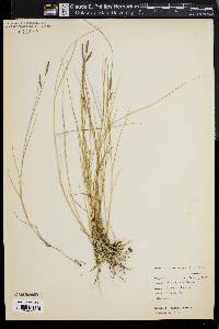 Spartina patens image