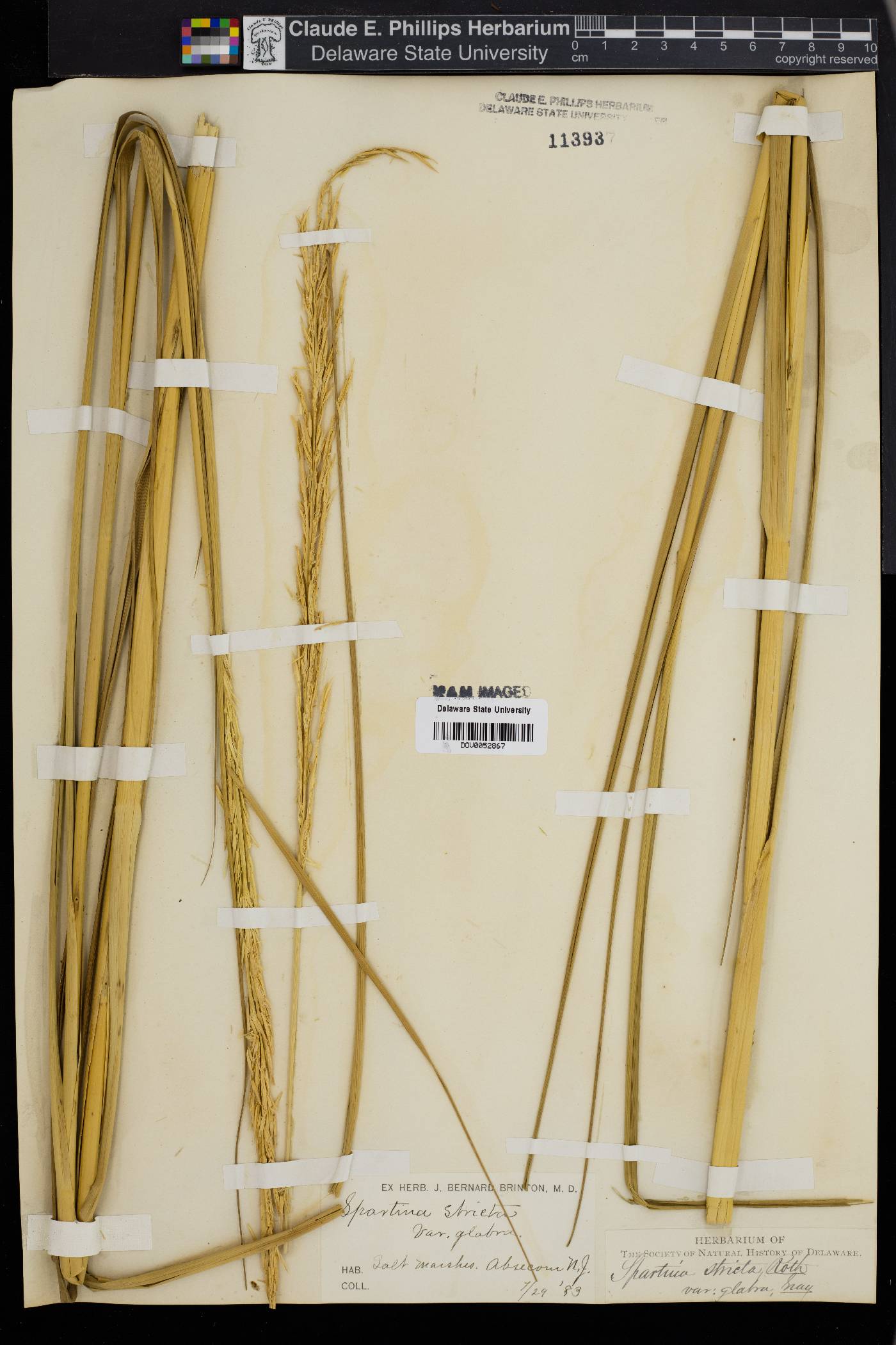 Spartina stricta image