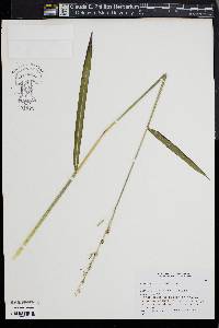 Image of Spodiopogon sibiricus