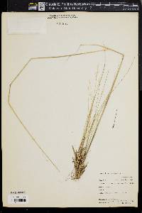 Stipa avenacea image