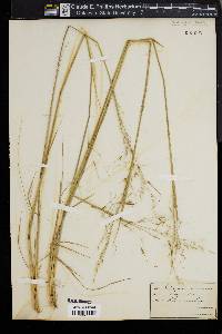 Stipa avenacea image