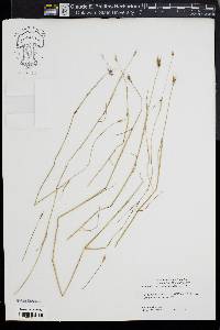 Taeniatherum caput-medusae image
