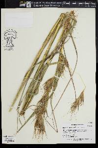 Image of Themeda japonica