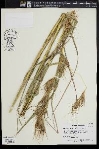 Themeda japonica image