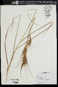 Themeda japonica image