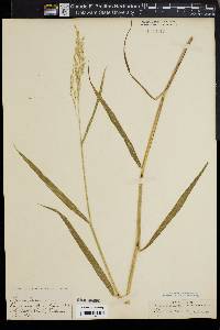 Glyceria pallida image