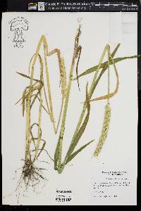 Triticum aestivum image