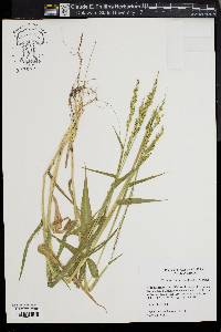 Urochloa texana image