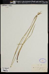 Carex sullivantii image