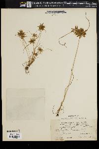 Cyperus filicinus image