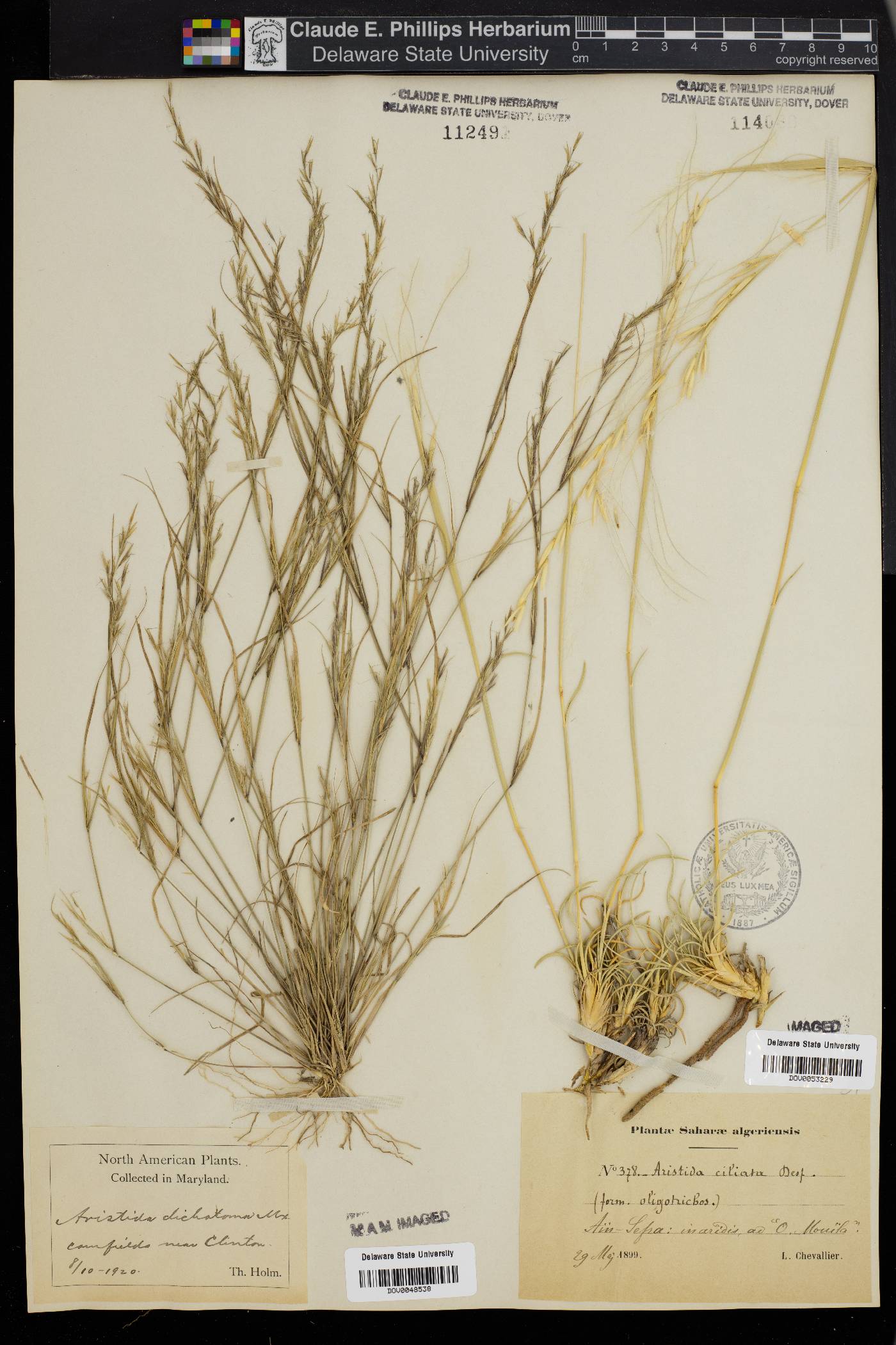 Aristida ciliata image