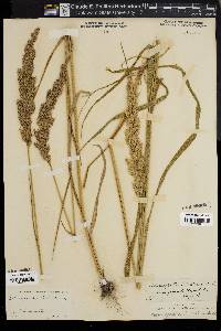 Calamagrostis coarctata image