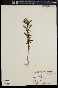 Trichostema dichotomum image