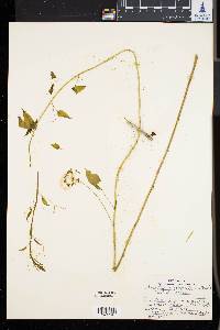 Smilax pulverulenta image