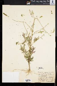 Ambrosia artemisiaefolia image