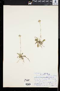 Antennaria neglecta image