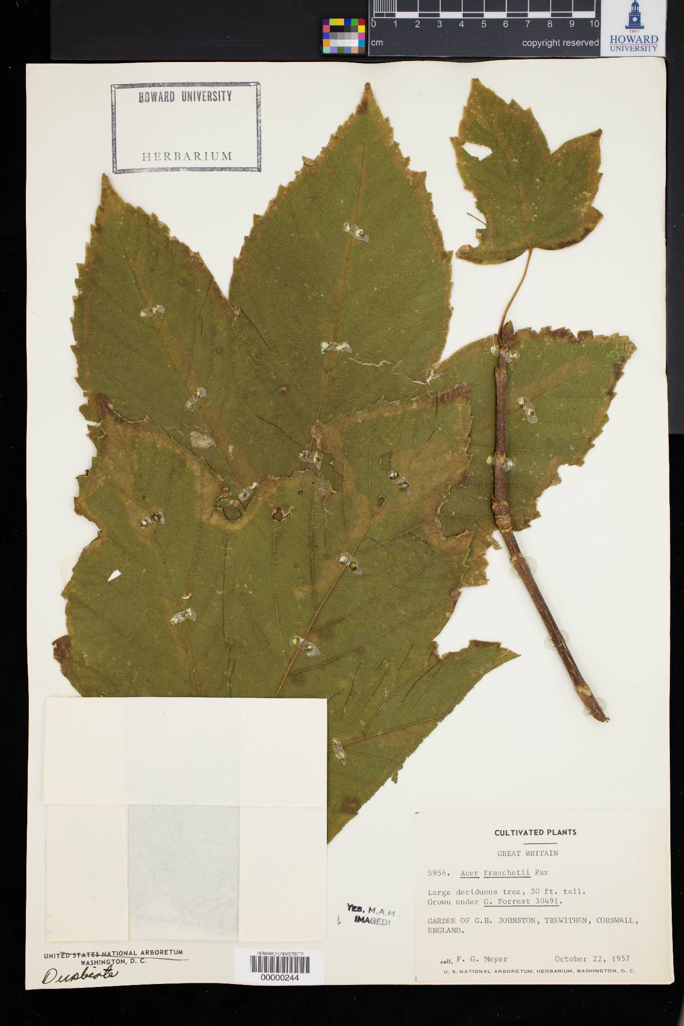 Acer sterculiaceum subsp. franchetii image