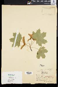 Acer platanoides image