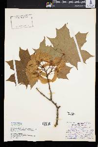 Acer platanoides image