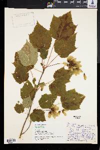 Acer spicatum image