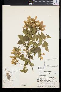 Acer tataricum image