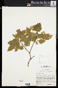 Acer tataricum image