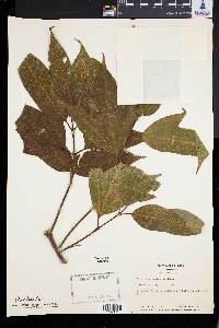 Acer campbellii subsp. wilsonii image