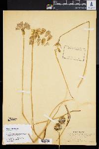 Brodiaea grandiflora image