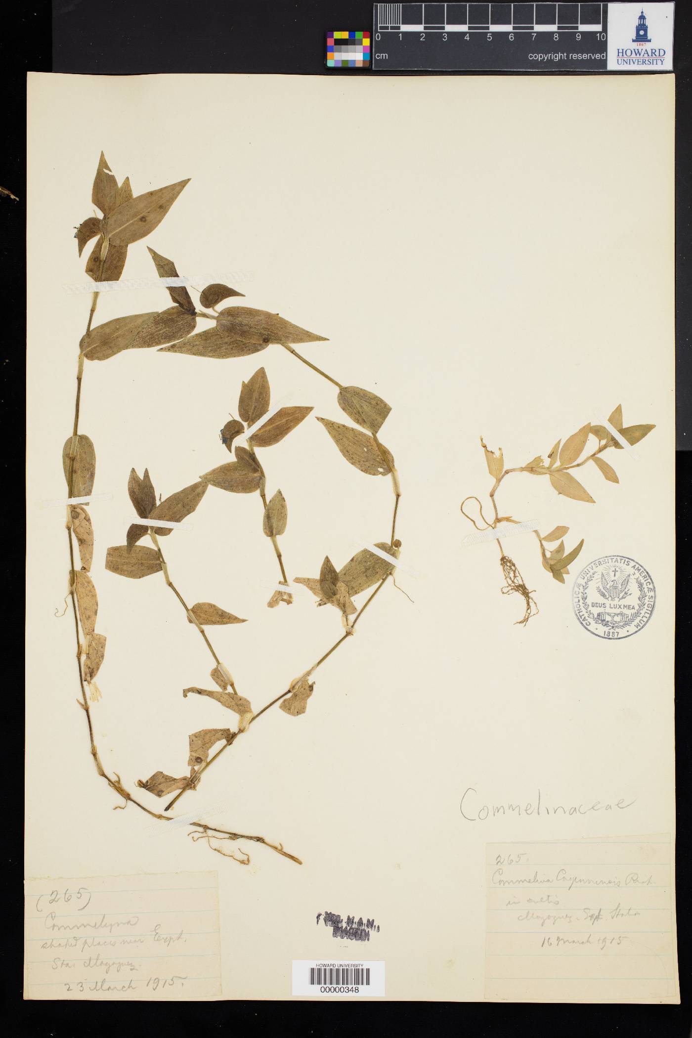 Commelina cayennensis image