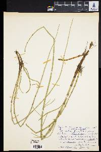 Equisetum fluviatile image